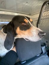 ARTU, Hund, Segugio mix in Italien - Bild 2