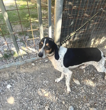 ARTU, Hund, Segugio mix in Italien - Bild 3