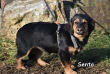 SENTA, Hund, Mischlingshund in Donzdorf - Bild 2