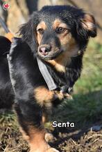 SENTA, Hund, Mischlingshund in Donzdorf - Bild 3