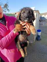 MALU, Hund, Schäferhund Mischling in Spanien - Bild 1