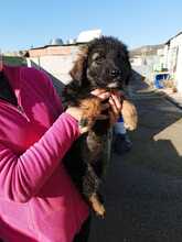 MALU, Hund, Schäferhund Mischling in Spanien - Bild 2