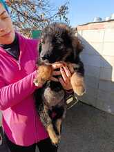 MALU, Hund, Schäferhund Mischling in Spanien - Bild 3