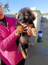 MALU, Hund, Schäferhund Mischling in Spanien - Bild 4