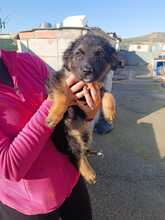 FILIPA, Hund, Schäferhund Mischling in Spanien - Bild 2