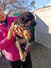 FILIPA, Hund, Schäferhund Mischling in Spanien - Bild 3