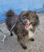 TIGRINA, Hund, Pomeranian Mischling in Spanien - Bild 1