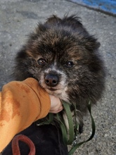 TIGRINA, Hund, Pomeranian Mischling in Spanien - Bild 2