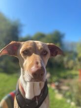 AKIRA, Hund, Podenco in Eckernförde - Bild 1