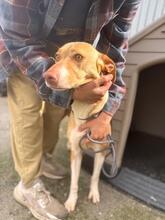 AKIRA, Hund, Podenco in Eckernförde - Bild 11