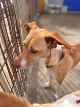 AKIRA, Hund, Podenco in Eckernförde - Bild 12