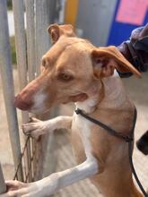 AKIRA, Hund, Podenco in Eckernförde - Bild 13
