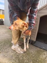 AKIRA, Hund, Podenco in Eckernförde - Bild 14