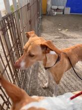 AKIRA, Hund, Podenco in Eckernförde - Bild 15