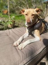 AKIRA, Hund, Podenco in Eckernförde - Bild 2