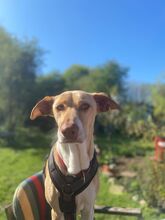 AKIRA, Hund, Podenco in Eckernförde - Bild 3