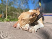 AKIRA, Hund, Podenco in Eckernförde - Bild 4