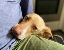 AKIRA, Hund, Podenco in Eckernförde - Bild 5