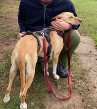 AKIRA, Hund, Podenco in Eckernförde - Bild 6