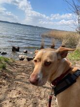 AKIRA, Hund, Podenco in Eckernförde - Bild 7