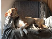 AKIRA, Hund, Podenco in Eckernförde - Bild 8