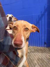 AKIRA, Hund, Podenco in Eckernförde - Bild 9