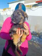 LEANA, Hund, Schäferhund Mischling in Spanien - Bild 2