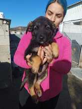 LEANA, Hund, Schäferhund Mischling in Spanien - Bild 3