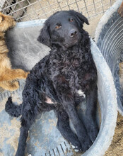 GONZALES, Hund, Kroatischer Schäferhund-Mix in Kroatien - Bild 1