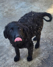 GONZALES, Hund, Kroatischer Schäferhund-Mix in Kroatien - Bild 11