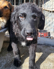 GONZALES, Hund, Kroatischer Schäferhund-Mix in Kroatien - Bild 13