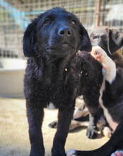 GONZALES, Hund, Kroatischer Schäferhund-Mix in Kroatien - Bild 14