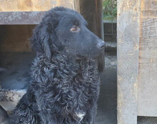 GONZALES, Hund, Kroatischer Schäferhund-Mix in Kroatien - Bild 17