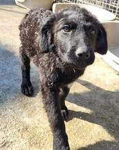 GONZALES, Hund, Kroatischer Schäferhund-Mix in Kroatien - Bild 18