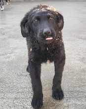 GONZALES, Hund, Kroatischer Schäferhund-Mix in Kroatien - Bild 20
