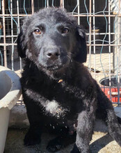 GONZALES, Hund, Kroatischer Schäferhund-Mix in Kroatien - Bild 22