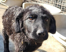 GONZALES, Hund, Kroatischer Schäferhund-Mix in Kroatien - Bild 25