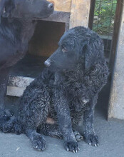 GONZALES, Hund, Kroatischer Schäferhund-Mix in Kroatien - Bild 6