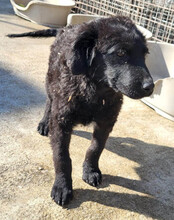 GONZALES, Hund, Kroatischer Schäferhund-Mix in Kroatien - Bild 9