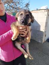 EDDY, Hund, Schäferhund Mischling in Spanien - Bild 1