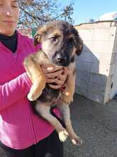 EDDY, Hund, Schäferhund Mischling in Spanien - Bild 2