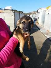 EDDY, Hund, Schäferhund Mischling in Spanien - Bild 3