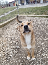 FÜLES, Hund, Mischlingshund in Ungarn - Bild 3