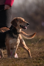 HELGA, Hund, Mischlingshund in Ungarn - Bild 1