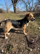 HELGA, Hund, Mischlingshund in Ungarn - Bild 2