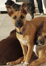 MUDITO, Hund, Malinois (Mischling) in Spanien - Bild 2