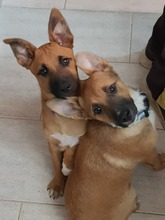 MUDITO, Hund, Malinois (Mischling) in Spanien - Bild 3