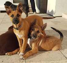 MUDITO, Hund, Malinois (Mischling) in Spanien - Bild 4