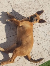 MUDITO, Hund, Malinois (Mischling) in Spanien - Bild 7