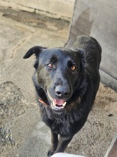 CORA, Hund, Deutscher Schäferhund-Mix in Seelze - Bild 1